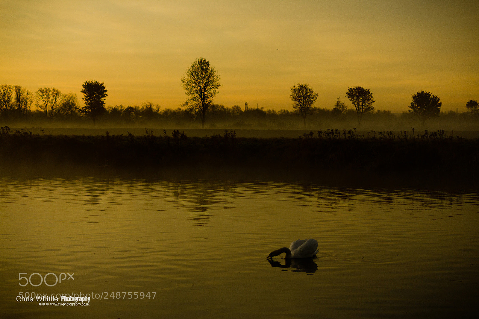 Canon EOS 600D (Rebel EOS T3i / EOS Kiss X5) sample photo. Swans sunrise photography