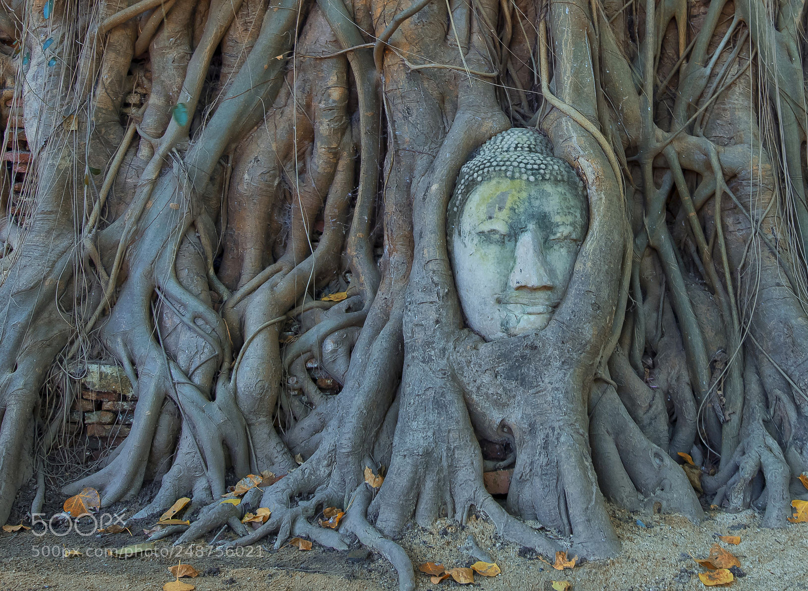Nikon D800 sample photo. The birth of buddha photography
