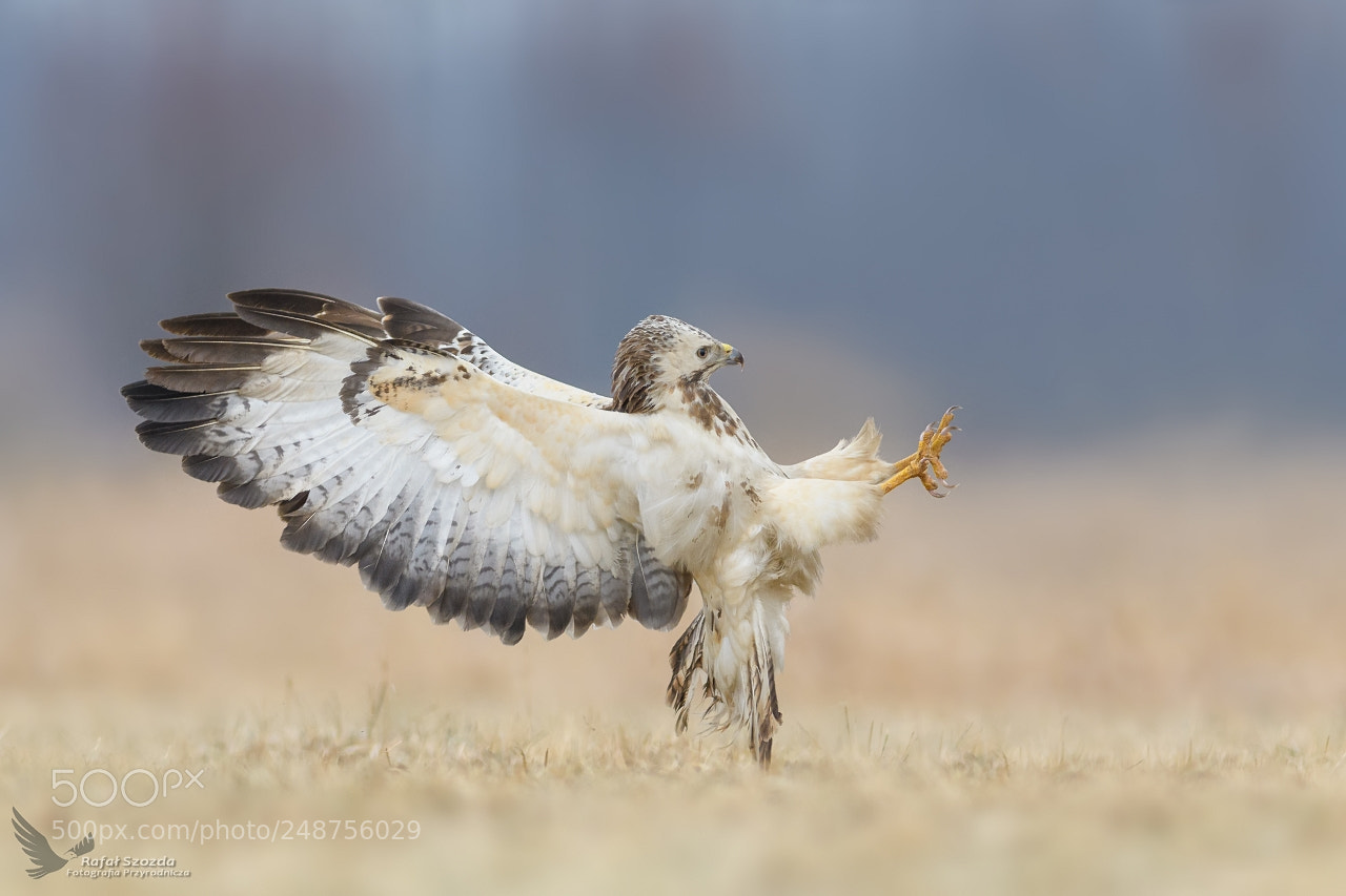 Nikon D500 sample photo. Myszo w, common buzzard photography