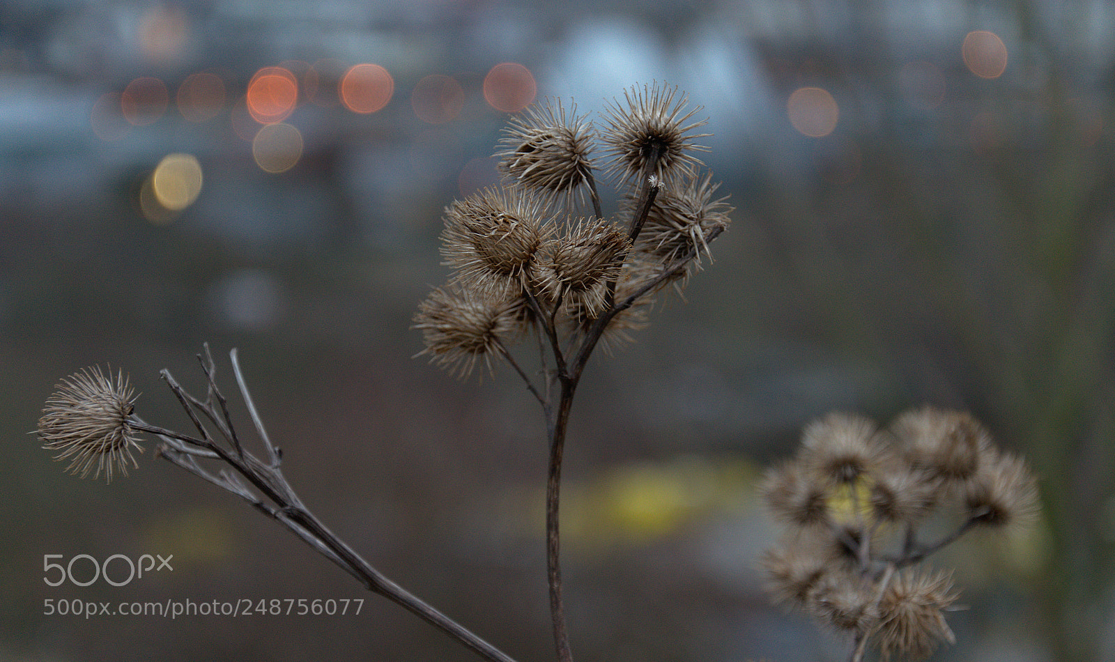 Nikon D5100 sample photo. Burdocks at deusenberg photography