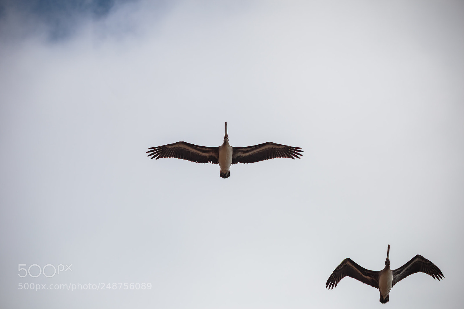 Canon EOS 6D sample photo. Pelicans're flying photography