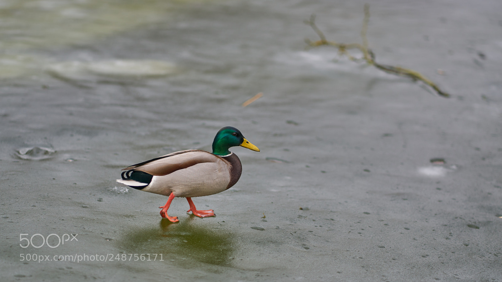 Sony a7R II sample photo. Duck on ice photography