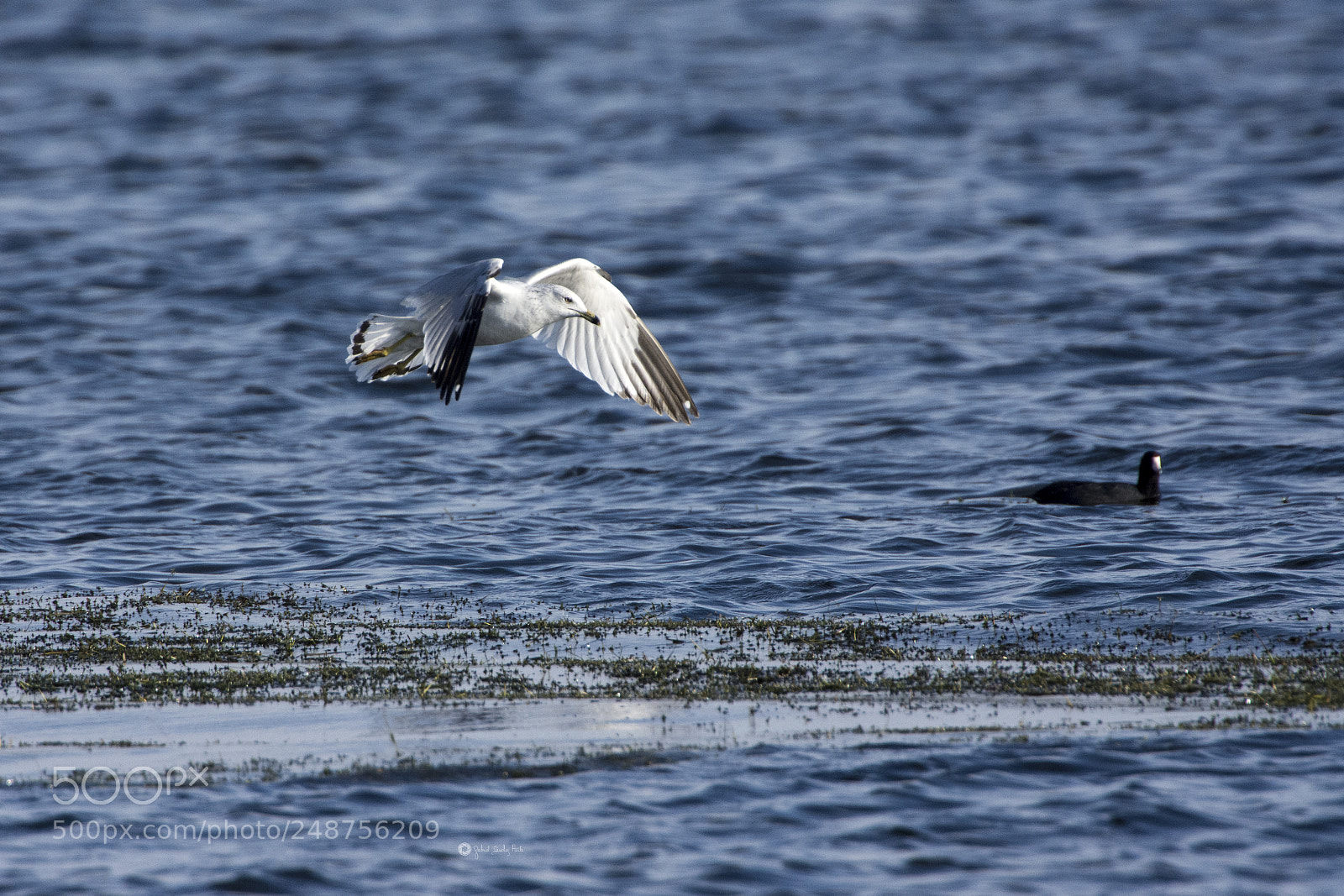 Nikon D7200 sample photo. Gaviota photography