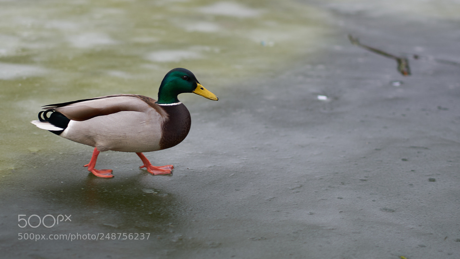 Sony a7R II sample photo. Duck on frozen water photography