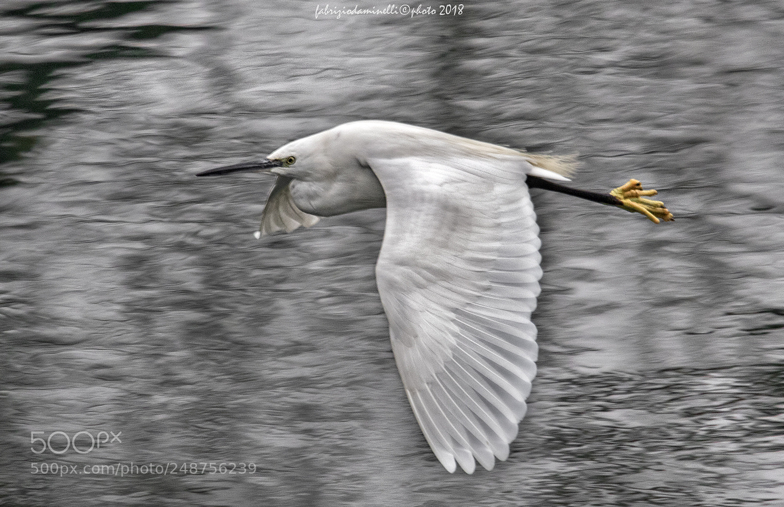 Canon EOS 7D Mark II sample photo. Garzetta photography