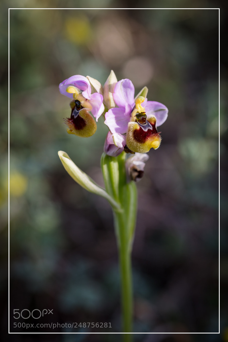 Canon EOS 5DS R sample photo. Ophrys tenthredinifera photography