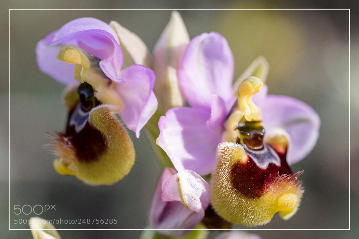Canon EOS 5DS R sample photo. Ophrys tenthredinifera photography