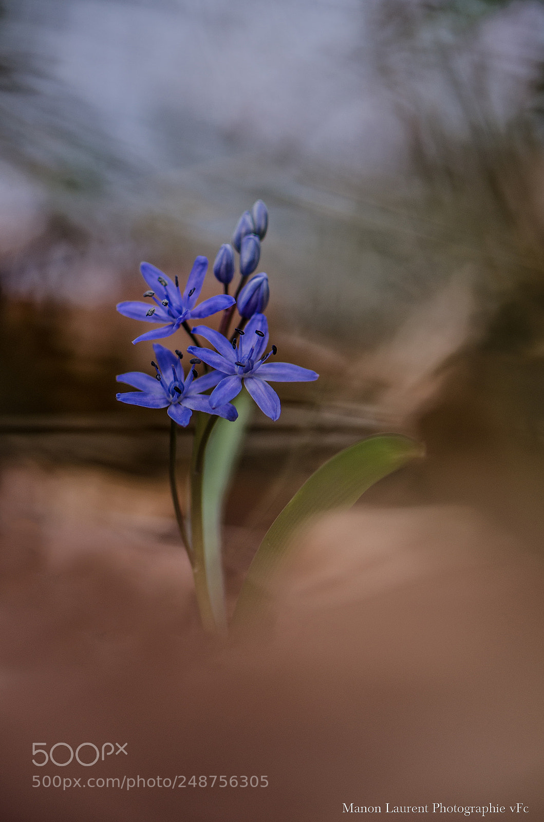 Nikon D7000 sample photo. Scille photography