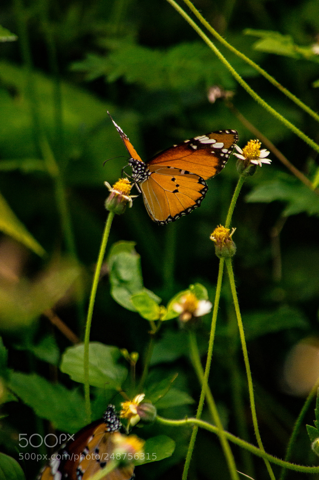 Nikon D3200 sample photo. Butterfly ❤ photography