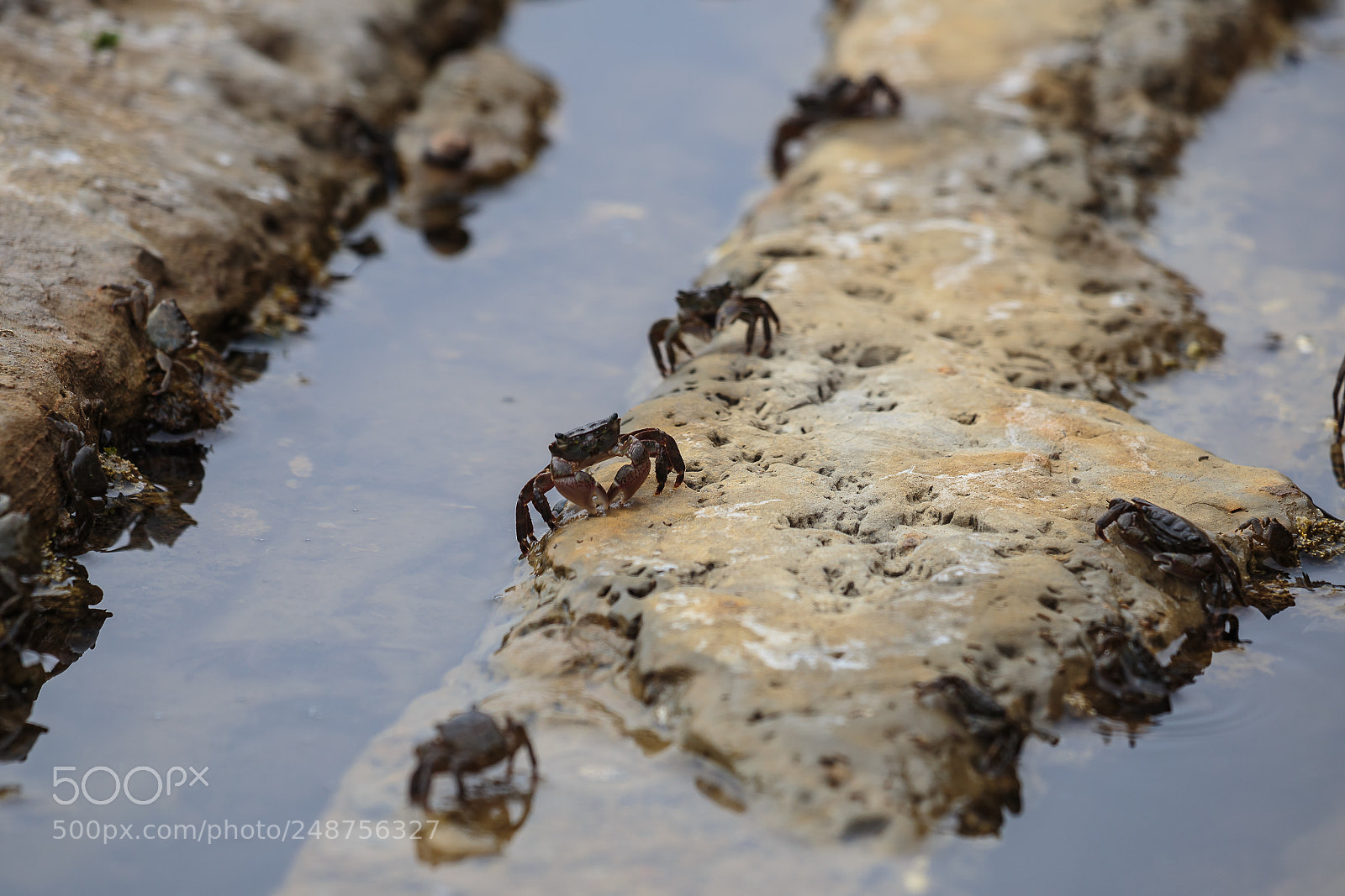 Canon EOS 6D sample photo. Crab colony photography