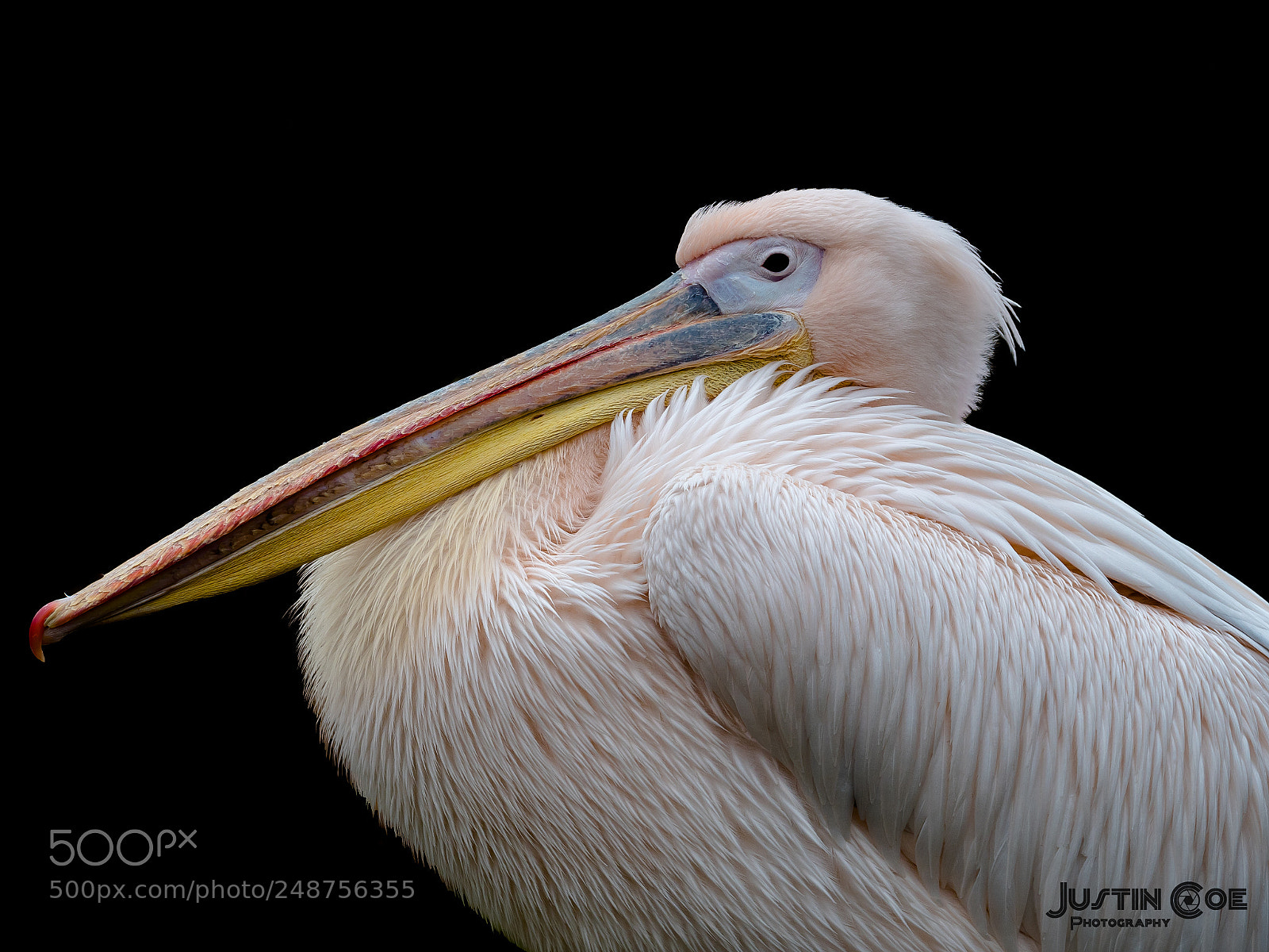 Panasonic Lumix DC-G9 sample photo. The pelican photography