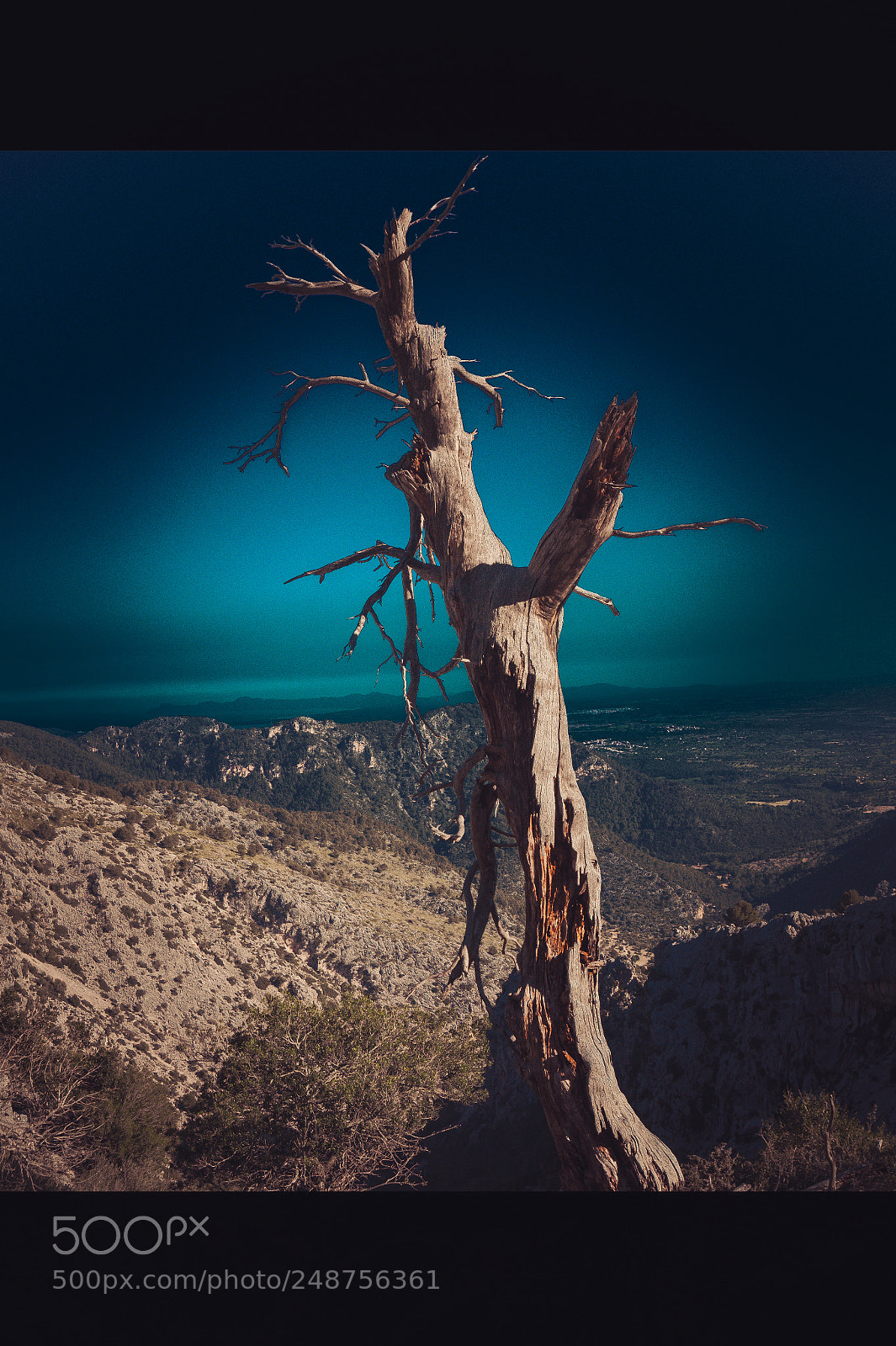 Sony Alpha a5000 (ILCE 5000) sample photo. Toter baum photography