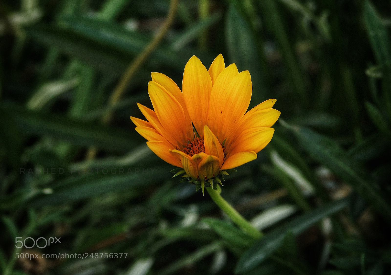 Canon EOS 7D Mark II sample photo. Untitled photography