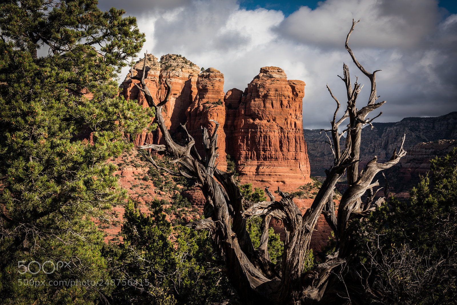 Nikon D810 sample photo. Through the deadwood photography