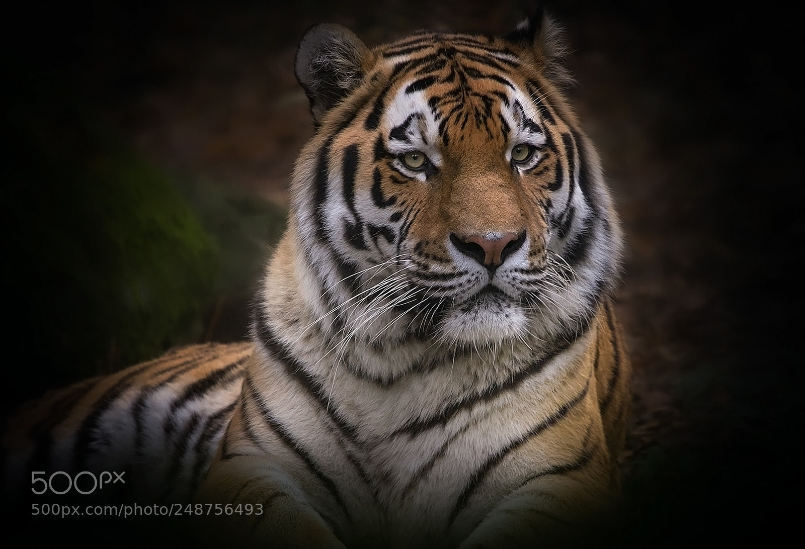 Canon EOS 50D sample photo. Tiger photography