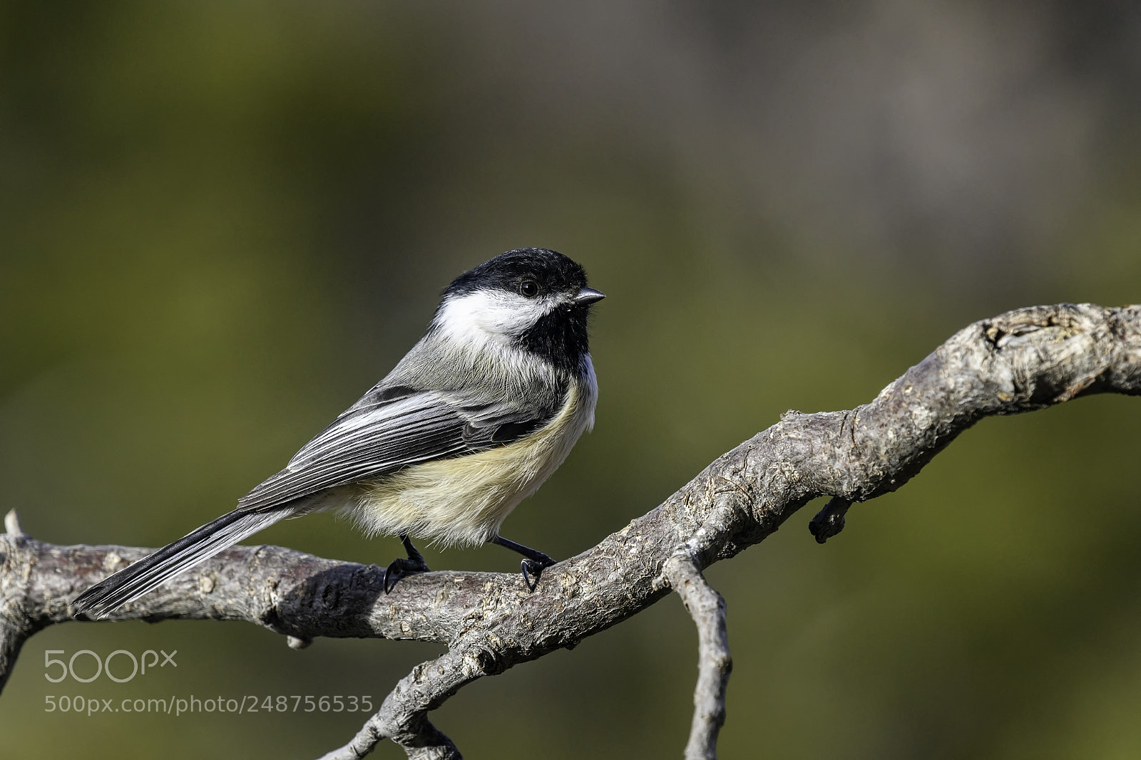 Nikon D850 sample photo. Black-capped chickadee photography