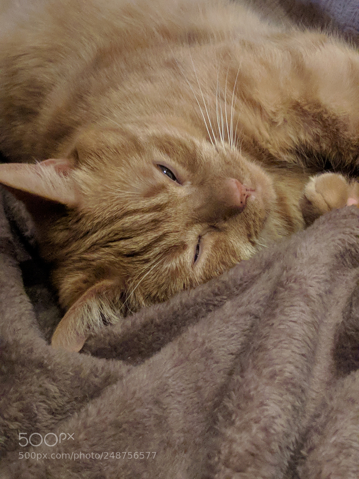 LG Nexus 5X sample photo. Untitled photography