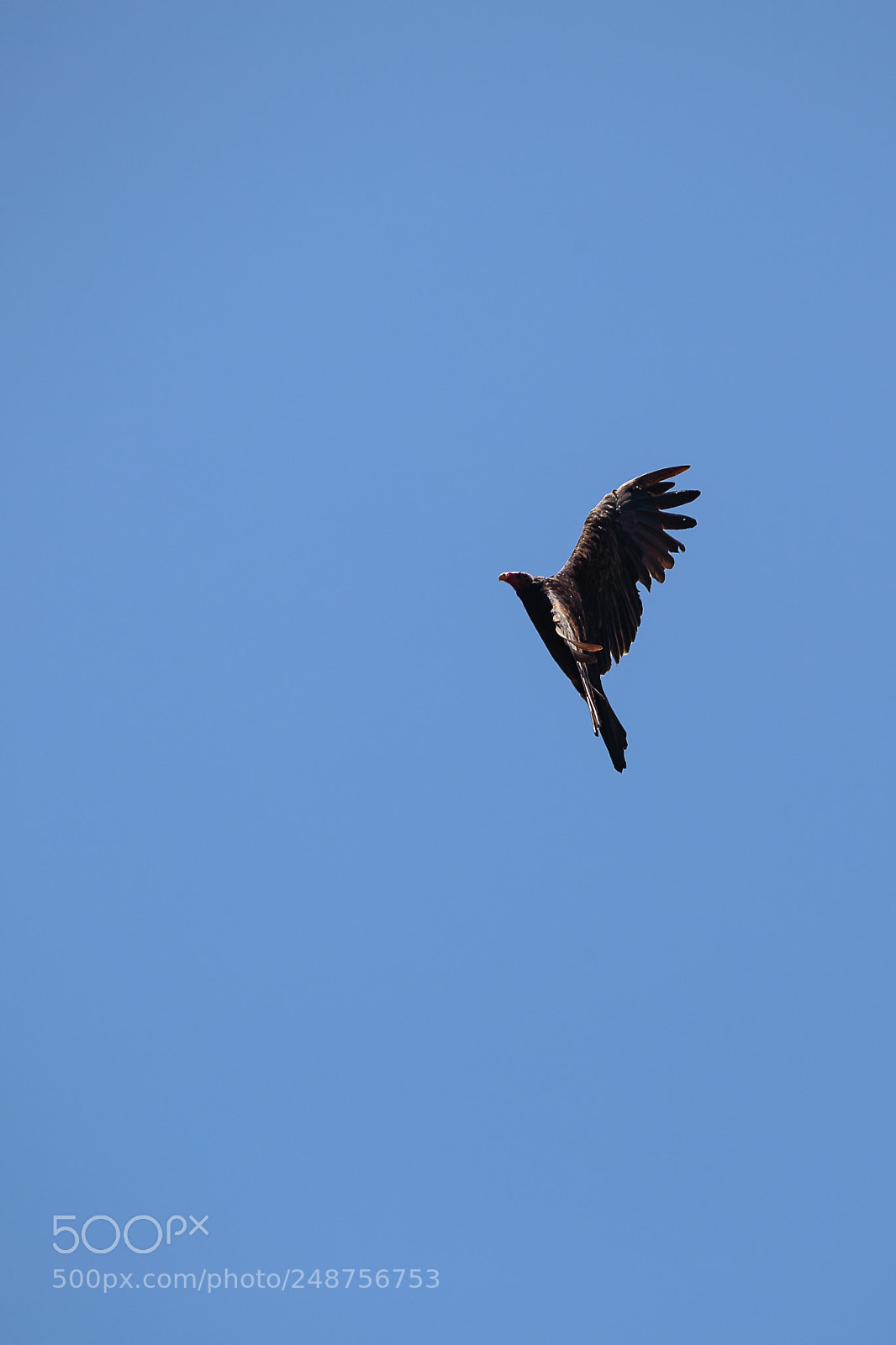 Canon EOS 6D sample photo. Lone flight photography