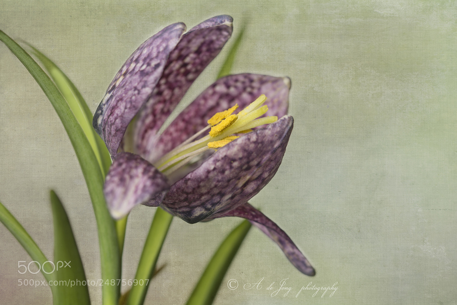 Nikon D7100 sample photo. Fritillaria photography