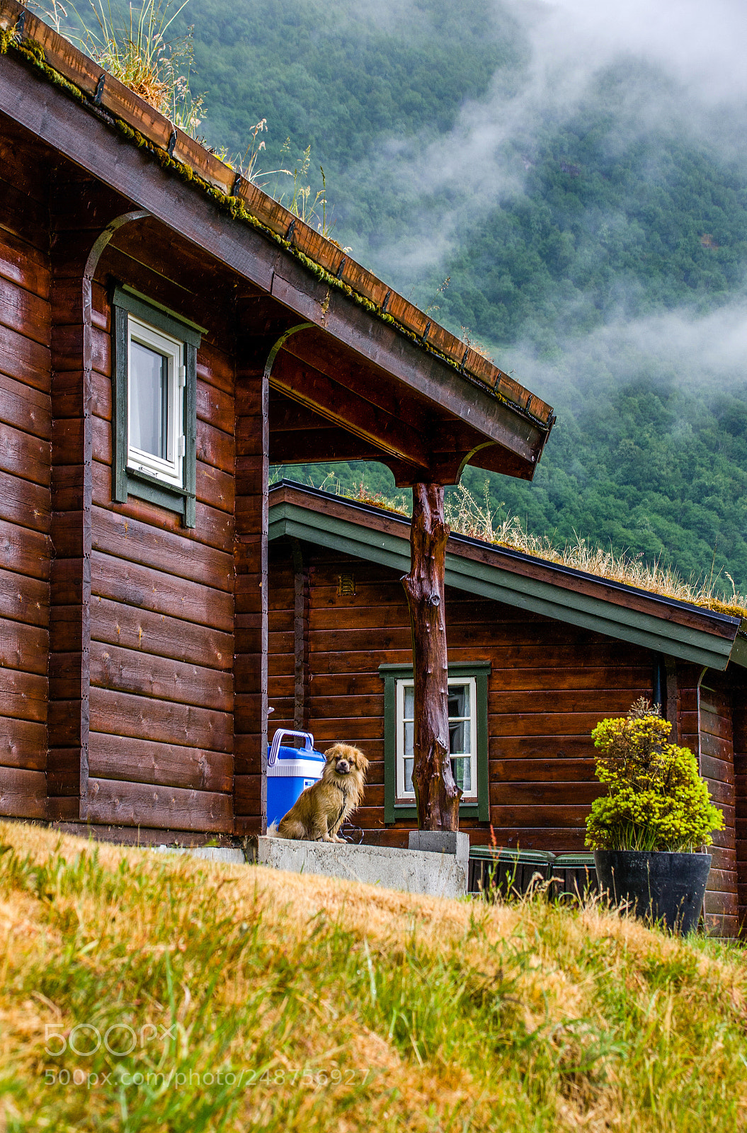 Nikon D7000 sample photo. Guard dog photography