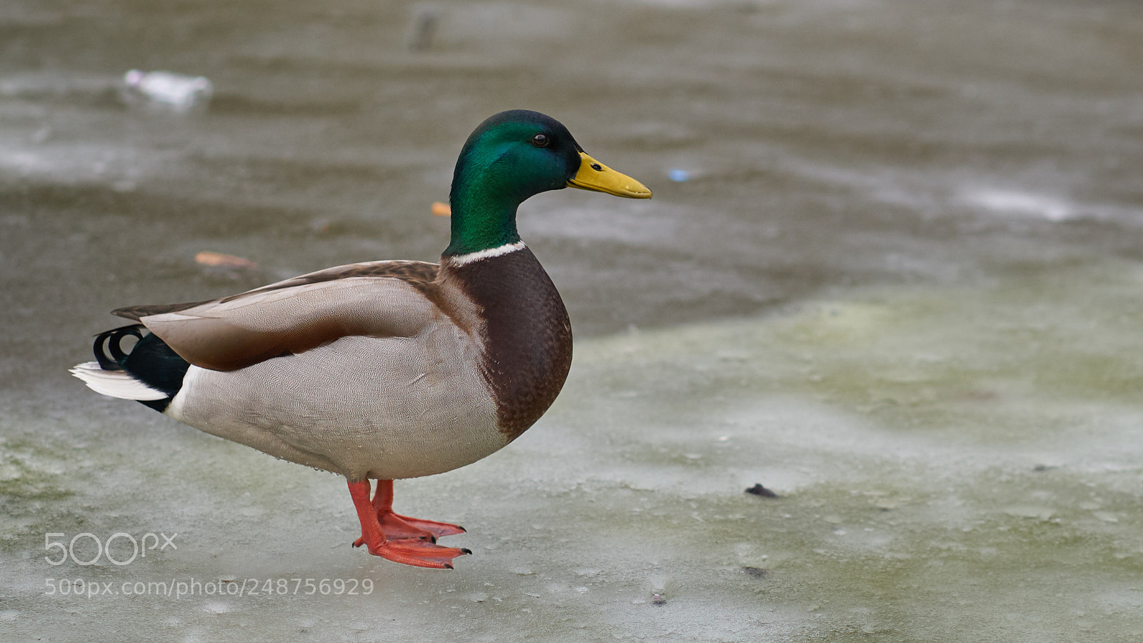 Sony a7R II sample photo. Duck photography