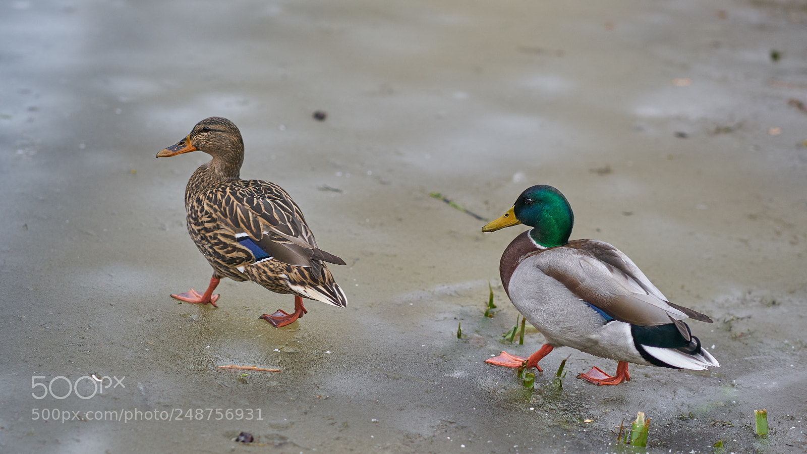 Sony a7R II sample photo. Ducks on ice photography