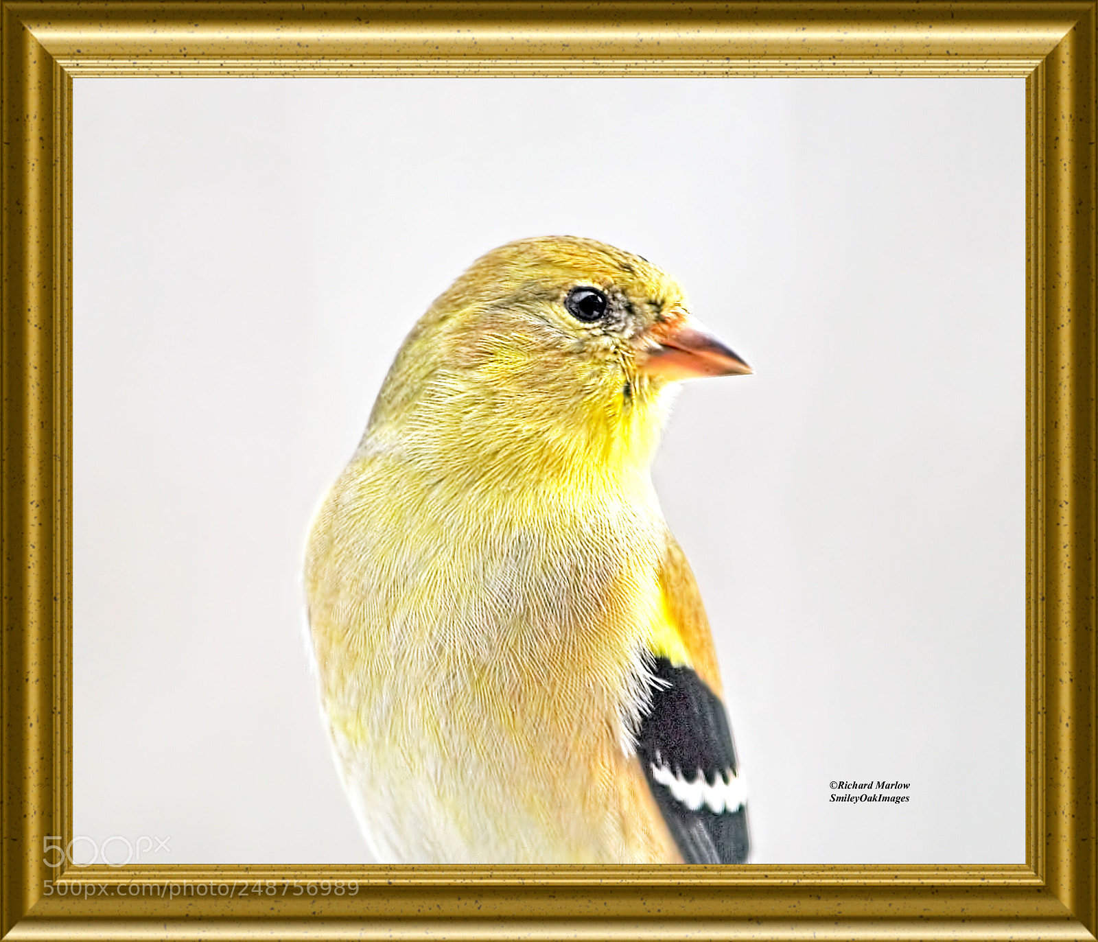 Nikon D5000 sample photo. Finch portrait photography