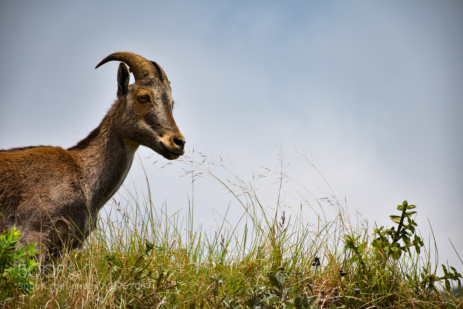Nikon D5600 sample photo. Nilgiri thar photography