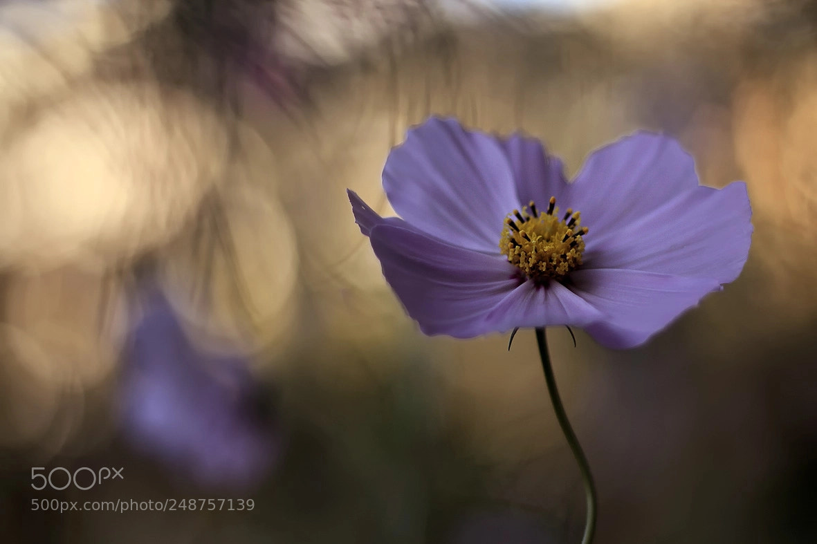 Canon EOS 7D sample photo. Lilac cosmos photography