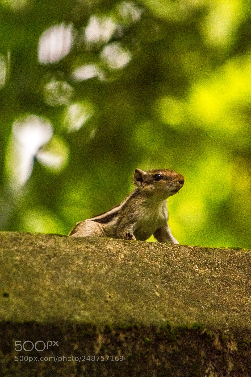 Nikon D3200 sample photo. Squirrel photography