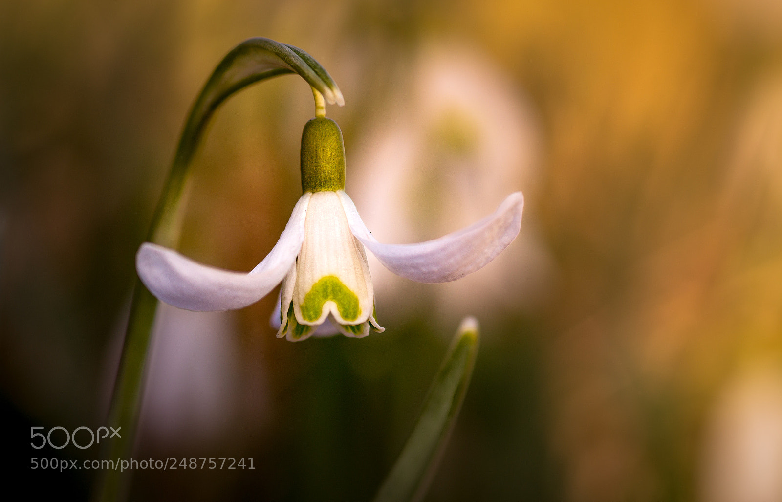 Sony SLT-A58 sample photo. Snowdrop at sunset photography