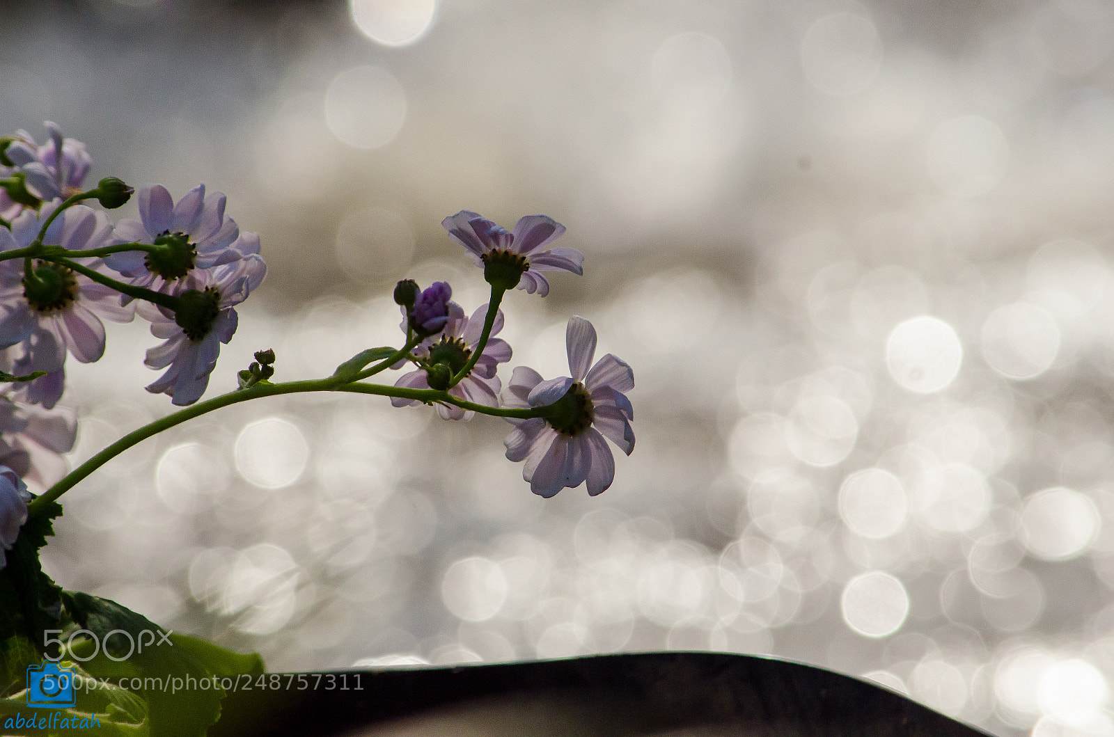 Nikon D7000 sample photo. Flower bokeh photography