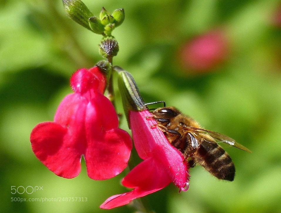 Panasonic Lumix DMC-FZ200 sample photo. Accueillante sauge photography