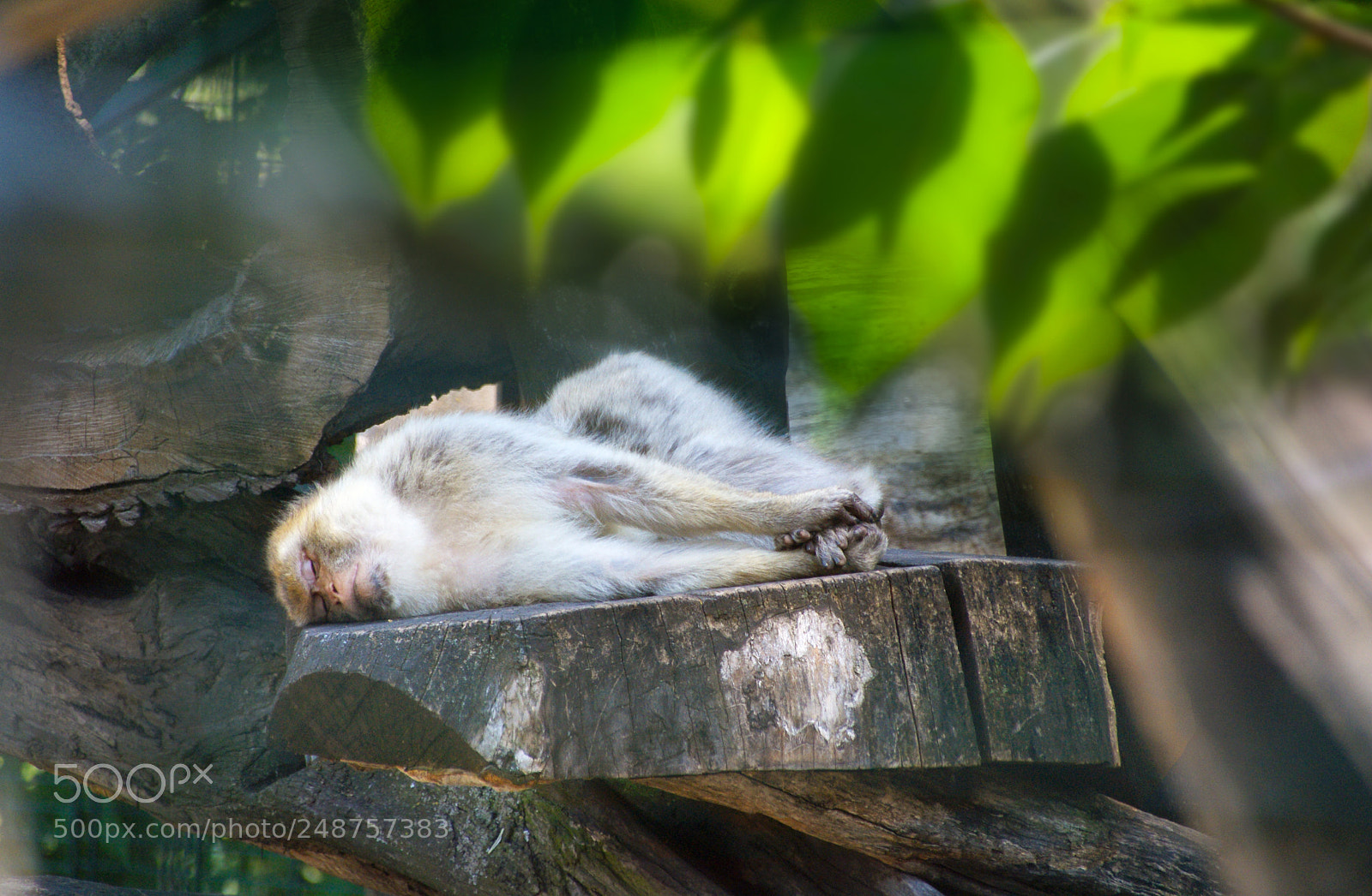 Sony Alpha DSLR-A200 sample photo. Sleeping beauty photography