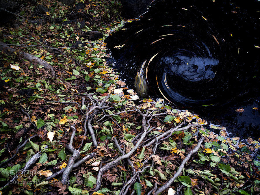 Pentax 645Z sample photo. Tree roots along shore photography