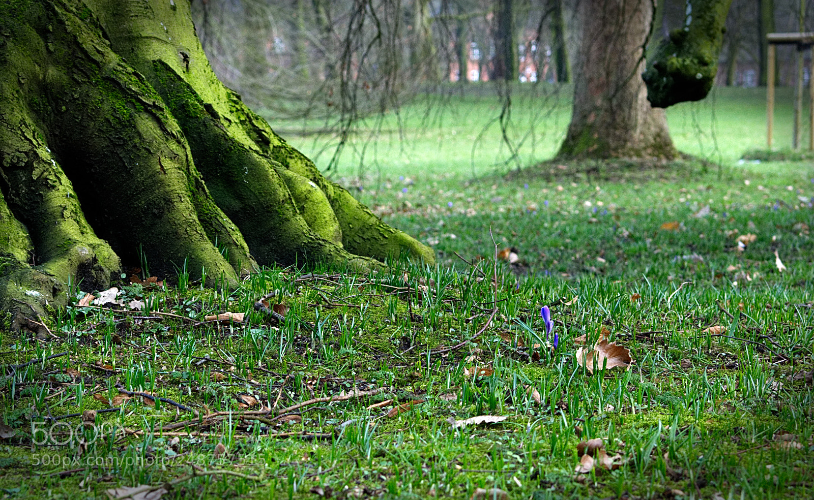 Sony Alpha DSLR-A350 sample photo. Am fu e des photography