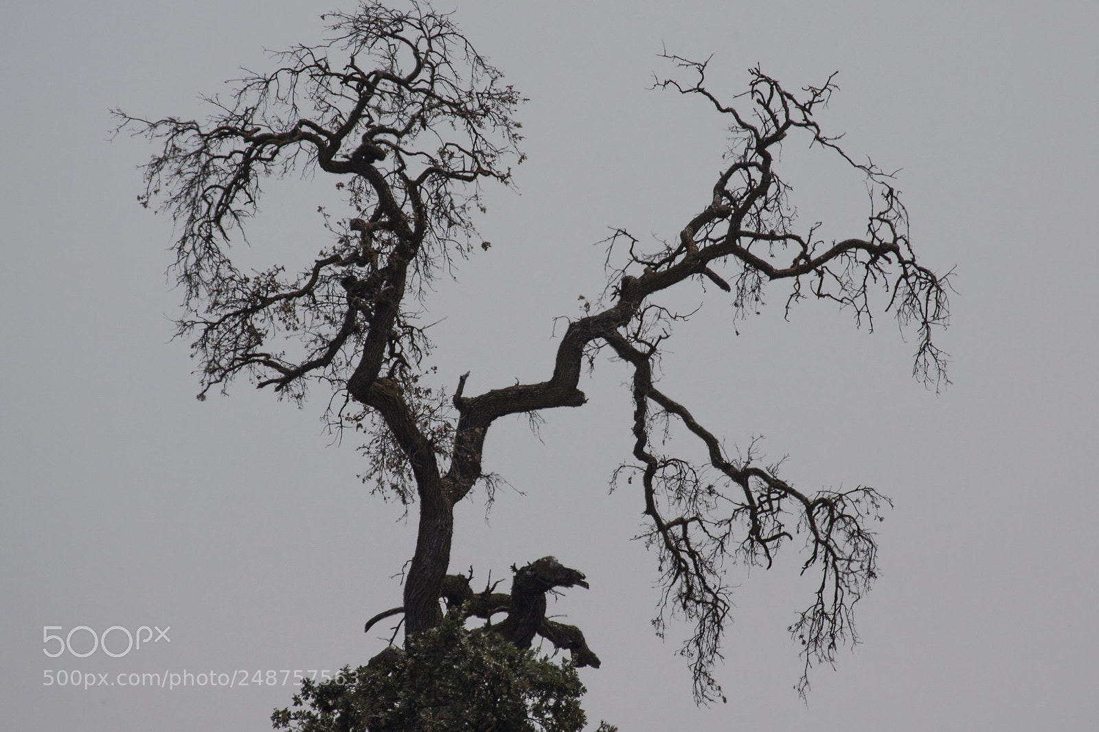 Canon EOS 50D sample photo. Tree fog photography