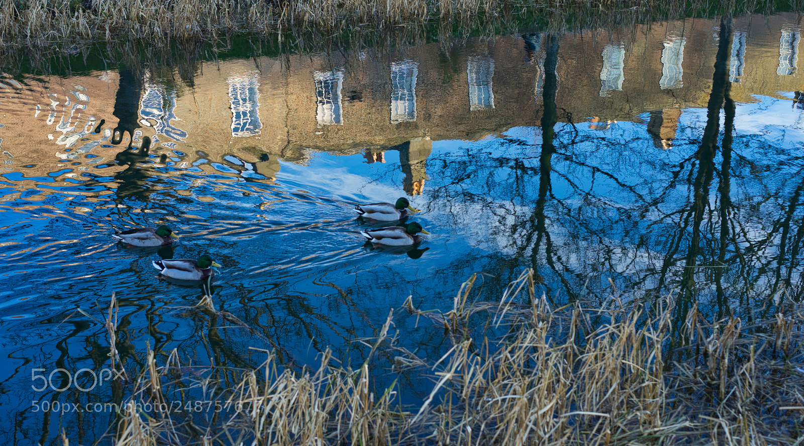 Sony a7 II sample photo. Duck times four photography