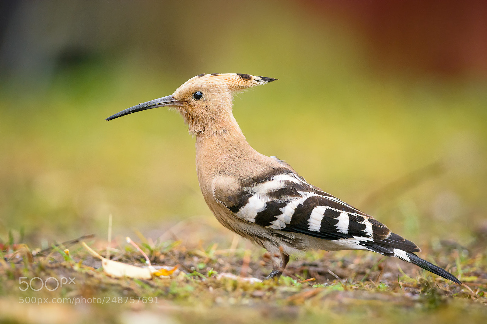 Nikon D7100 sample photo. Eurasian hoopoe, h rf photography