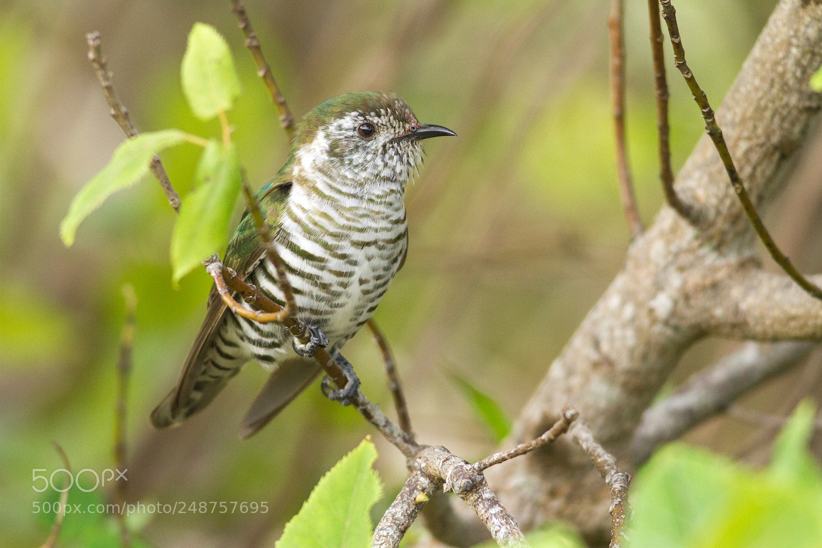 Canon EOS 7D sample photo. Barred beauty (3) photography