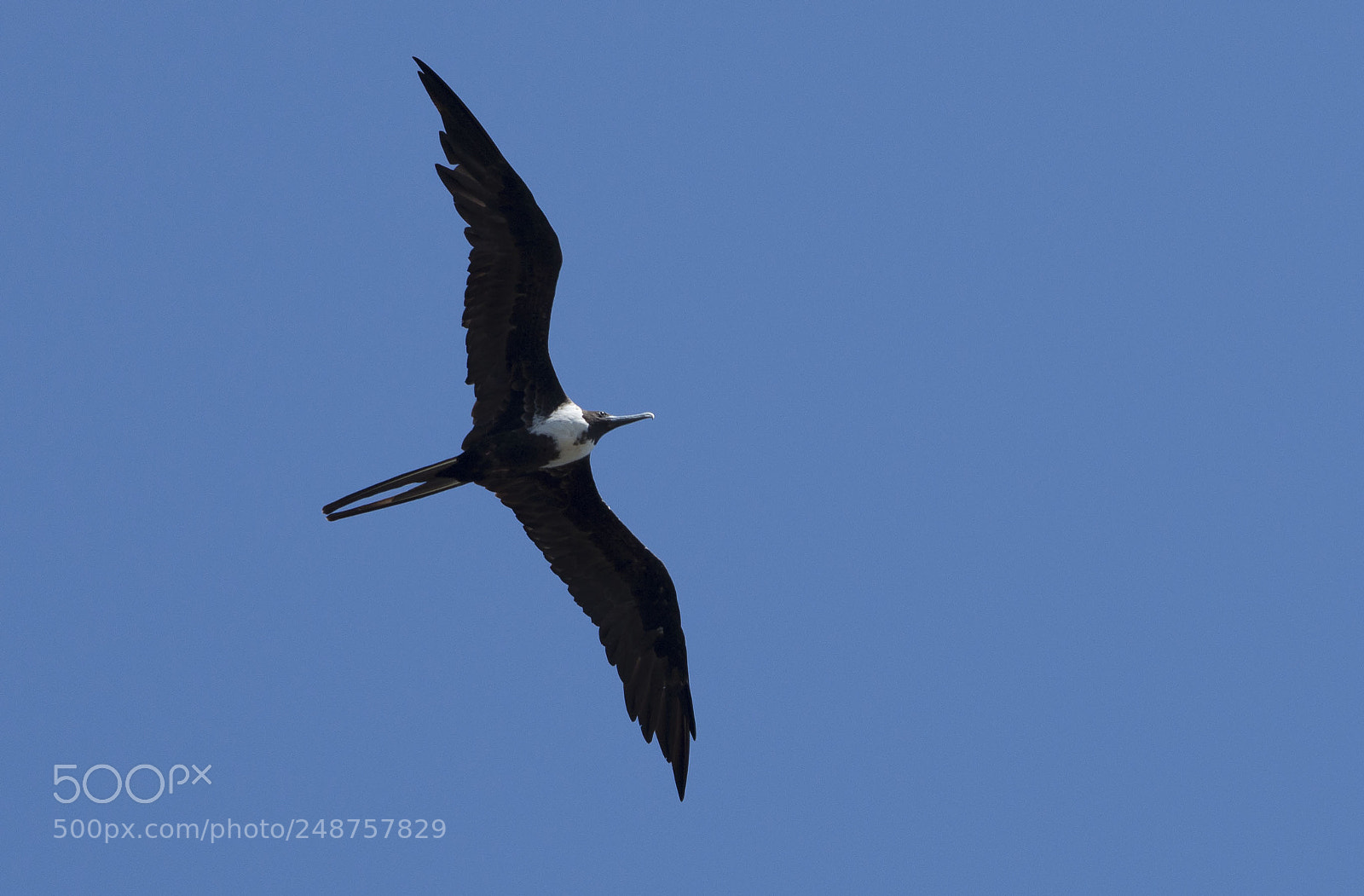 Nikon D3200 sample photo. Flying photography
