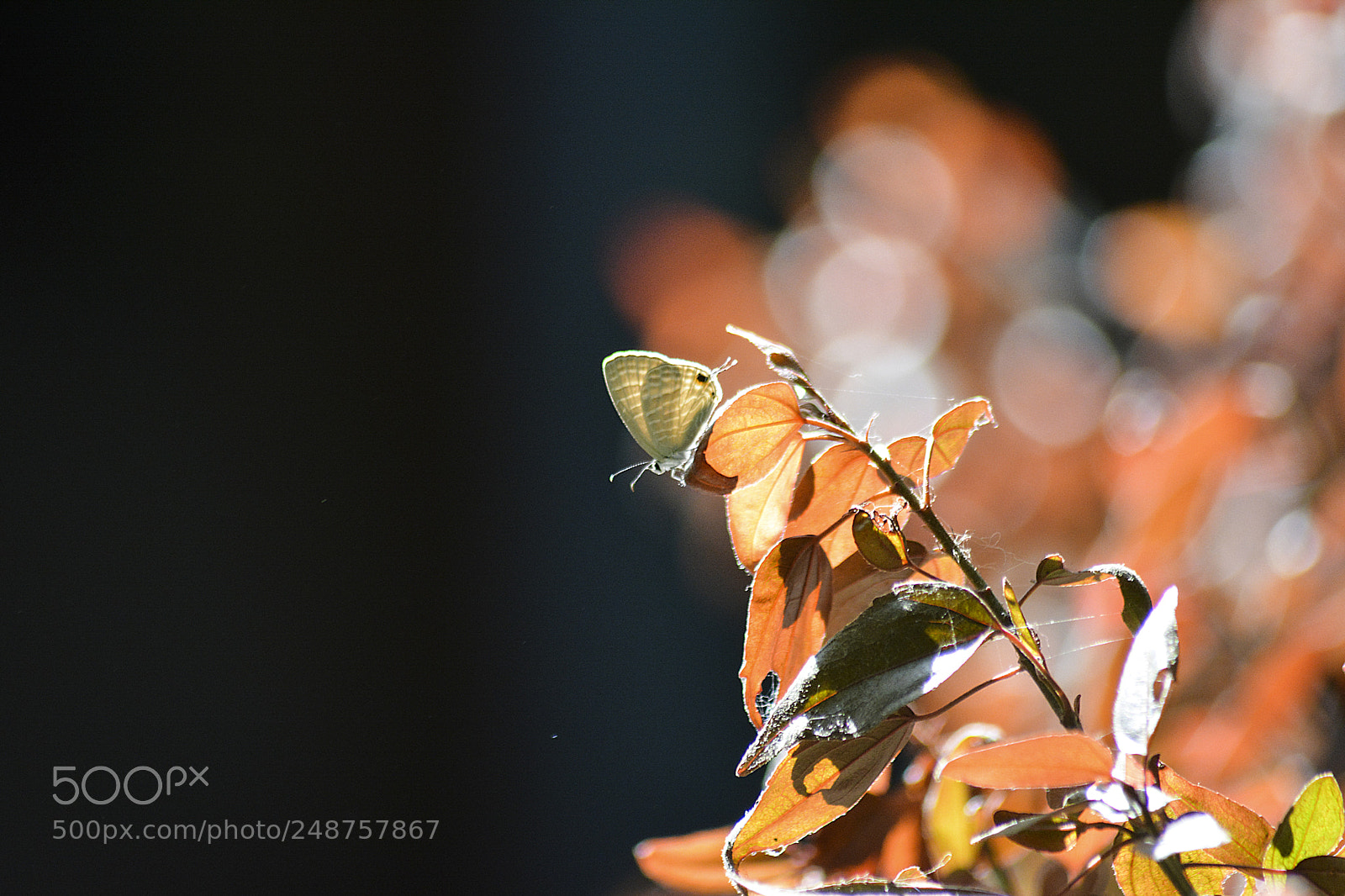 Nikon D5200 sample photo. Sun kissed photography
