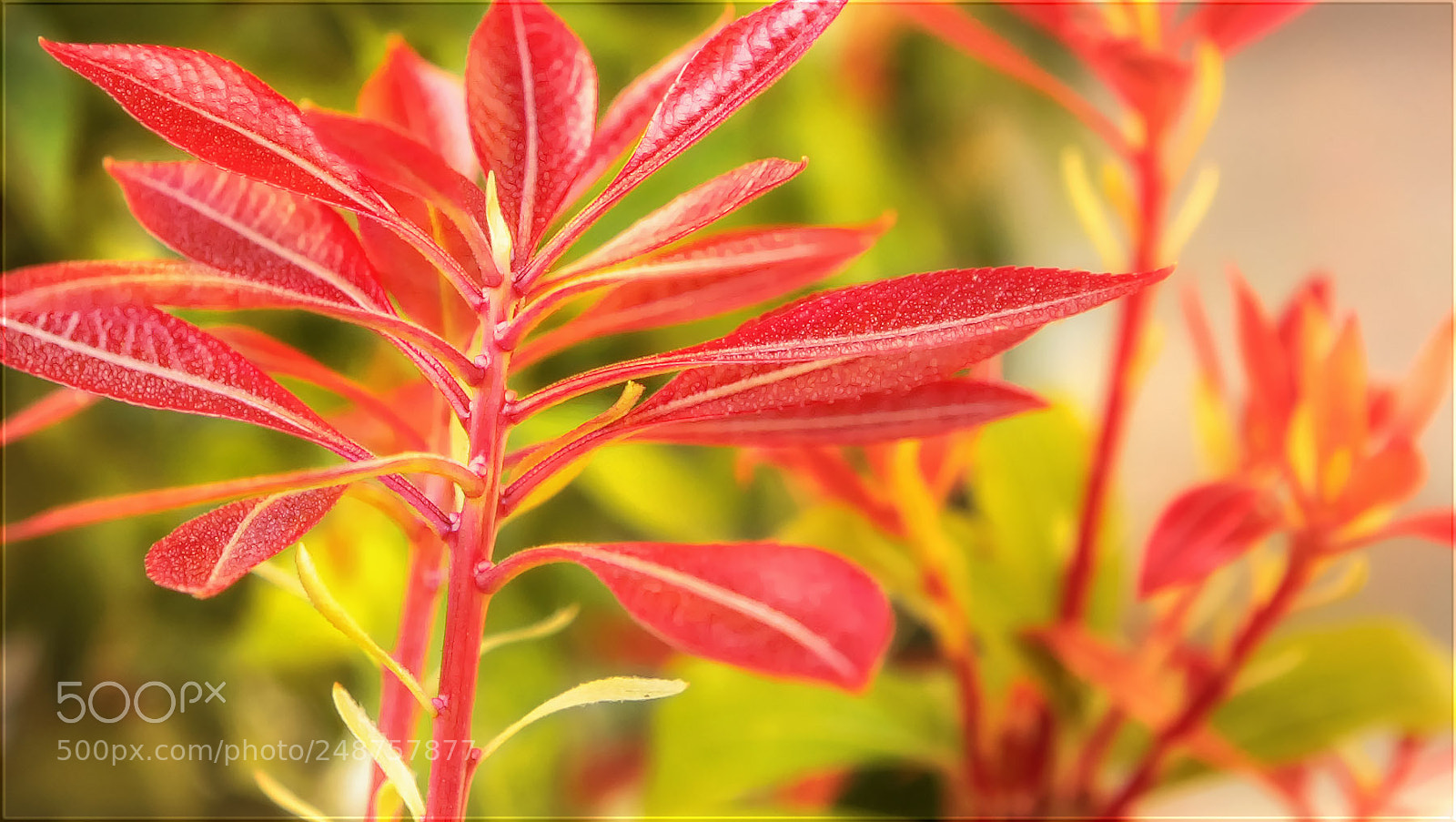 Canon EOS-1D Mark III sample photo. Ich sehe rot ... photography