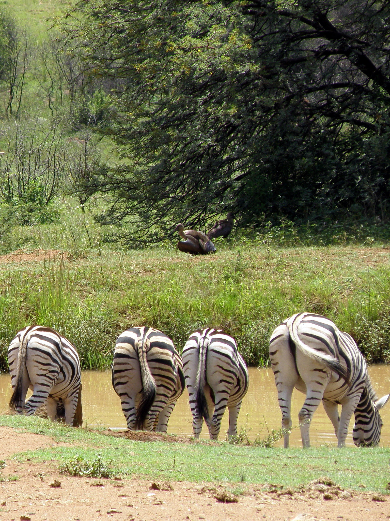 Olympus SP570UZ sample photo. Zebras from behind photography