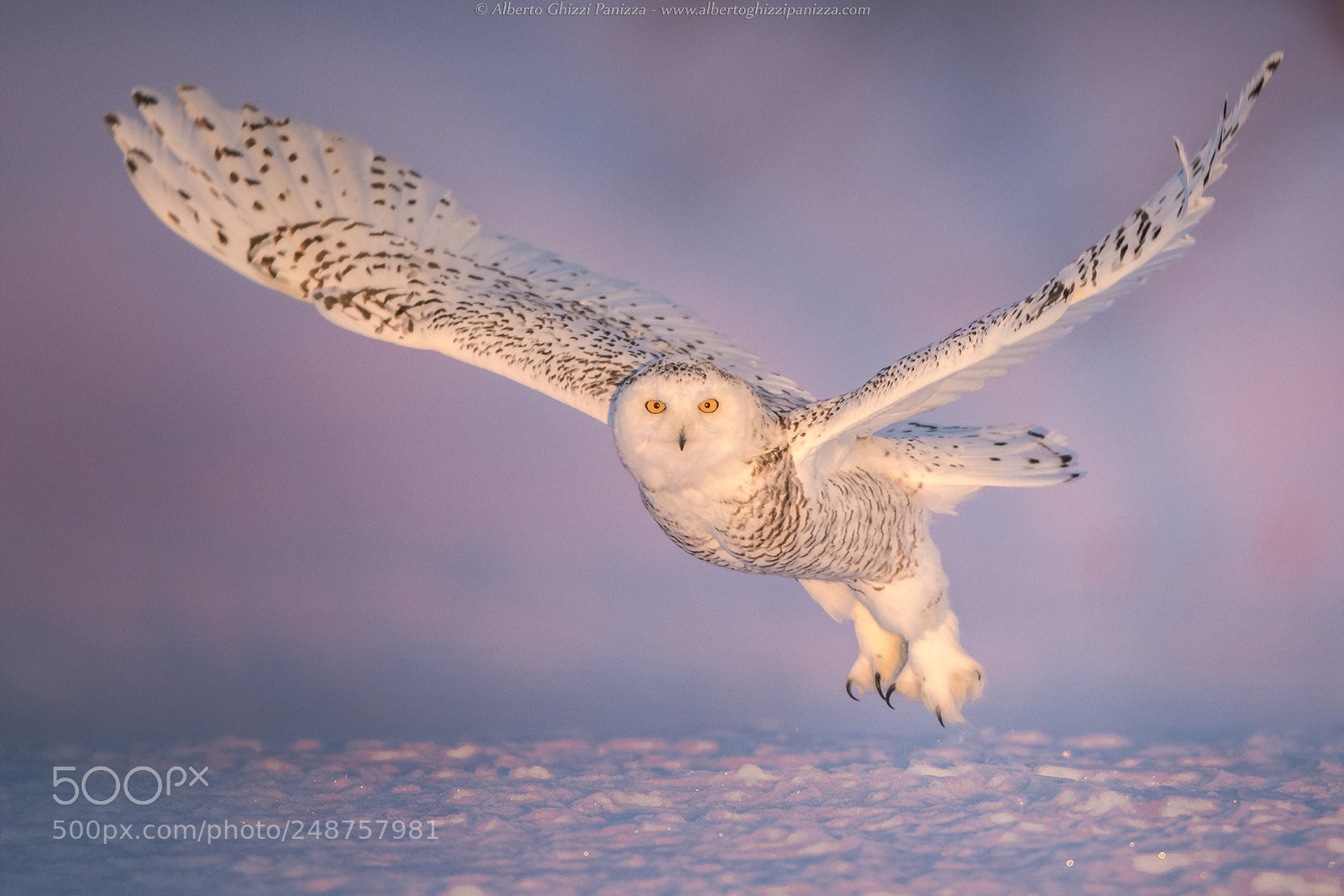 Nikon D850 sample photo. Takeoff in the light photography