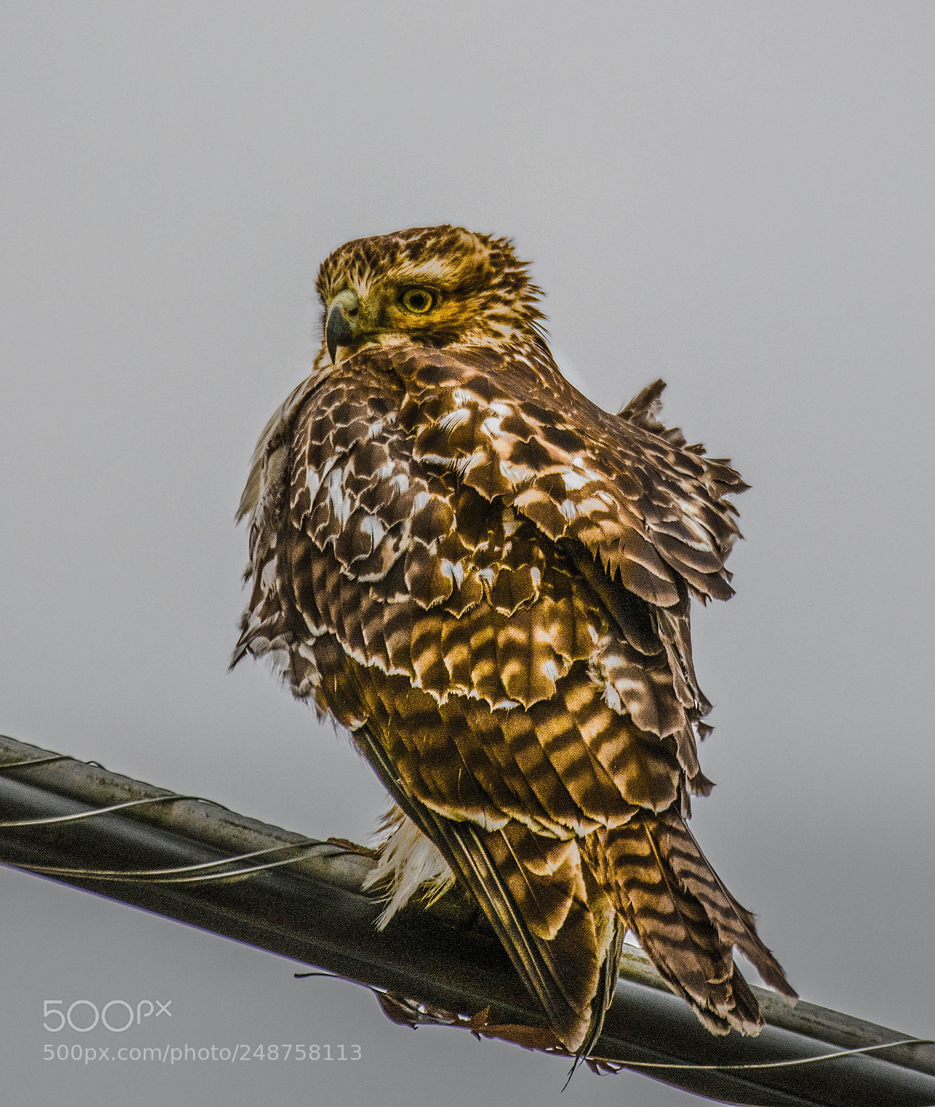Nikon D850 sample photo. Red tail hawk photography
