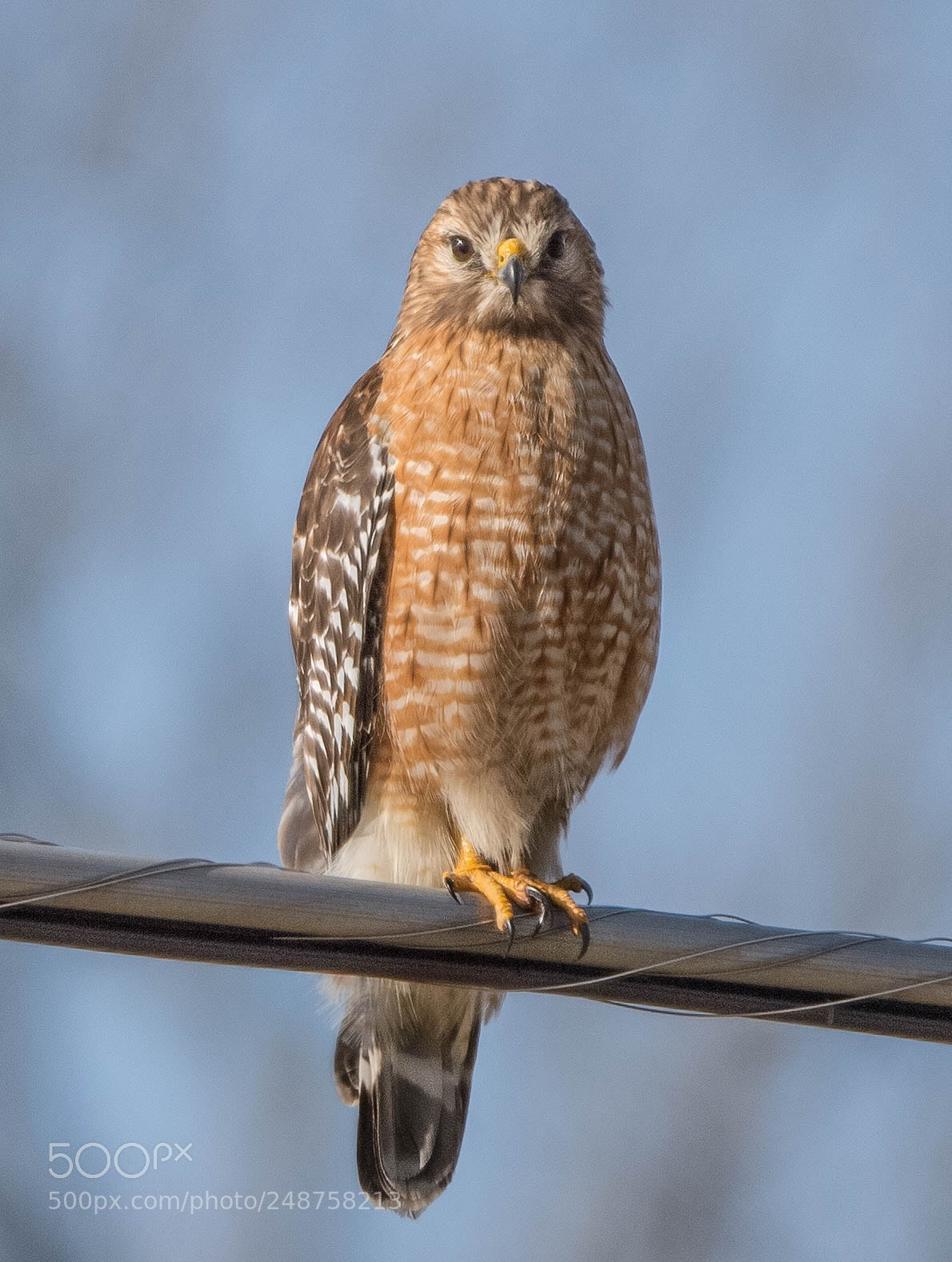 Nikon D4 sample photo. Red tail posing! photography