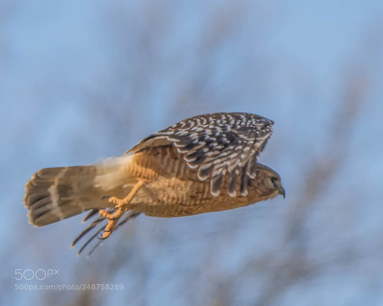 Nikon D4 sample photo. Hawk soaring in march photography