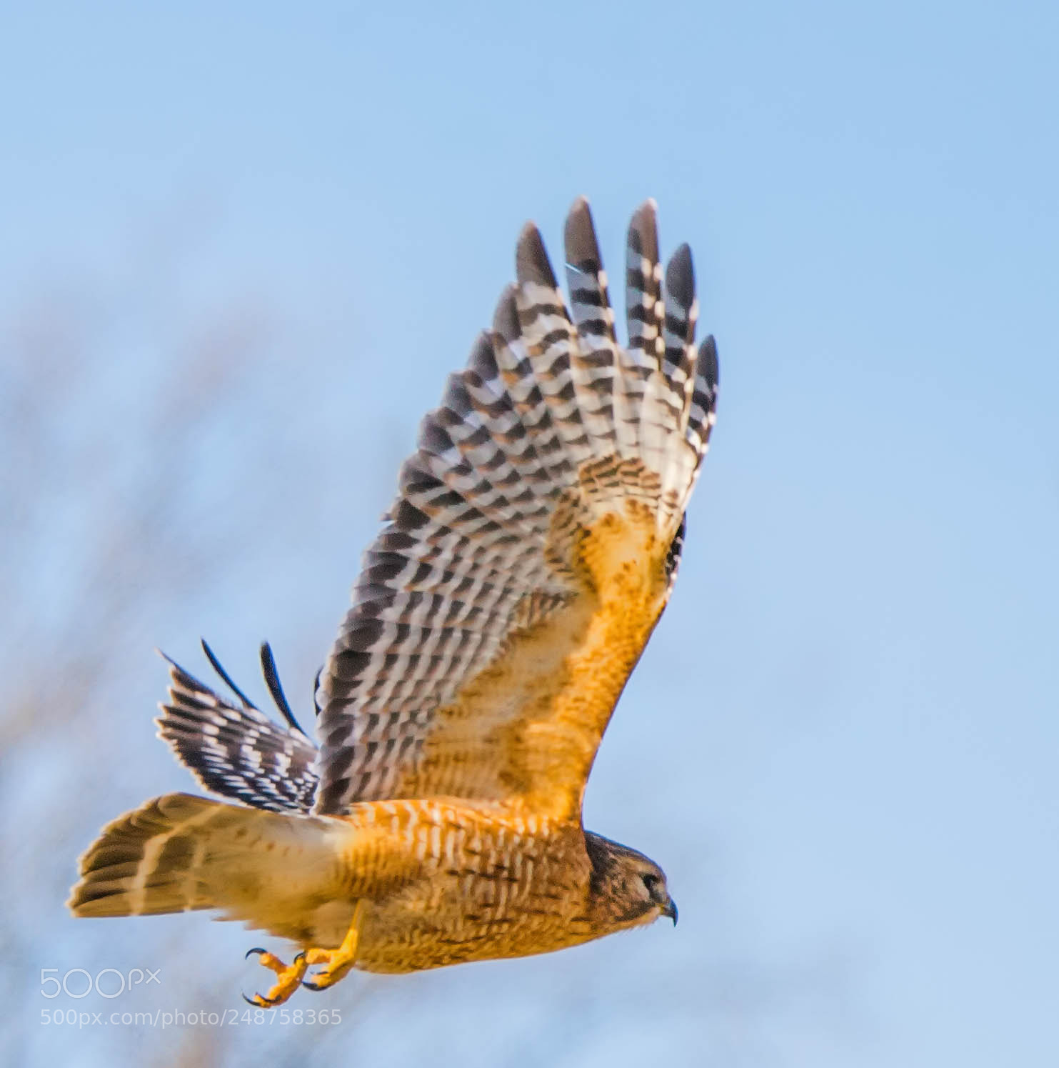 Nikon D4 sample photo. Red tail in motion! photography