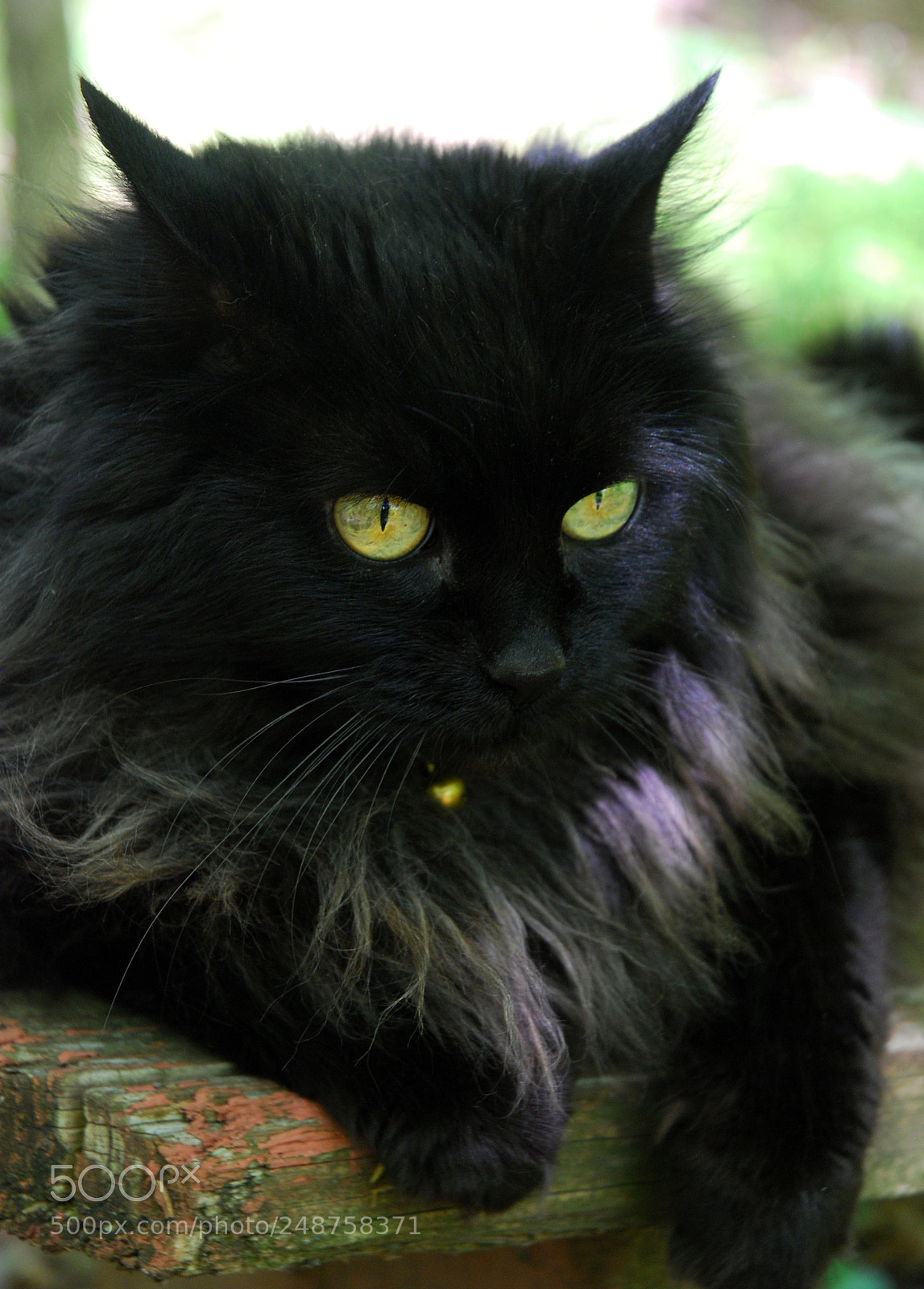 Nikon D80 sample photo. Suki...gone but never forgotten photography